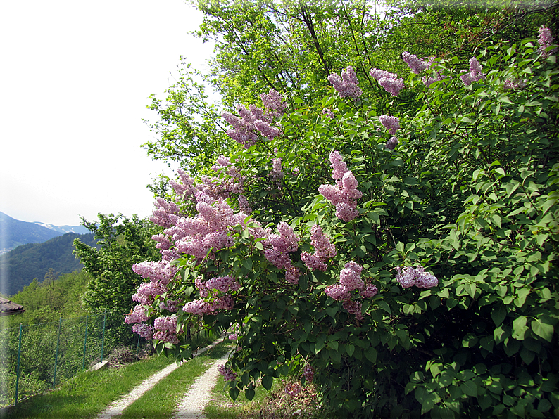 foto Passeggiata Rocca - Zanetti - Corlo